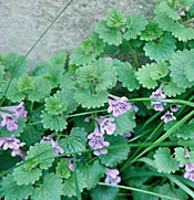 Ground Ivy